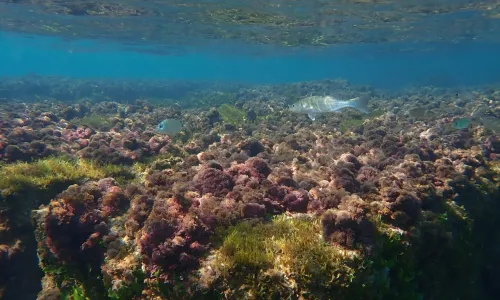 Buceo