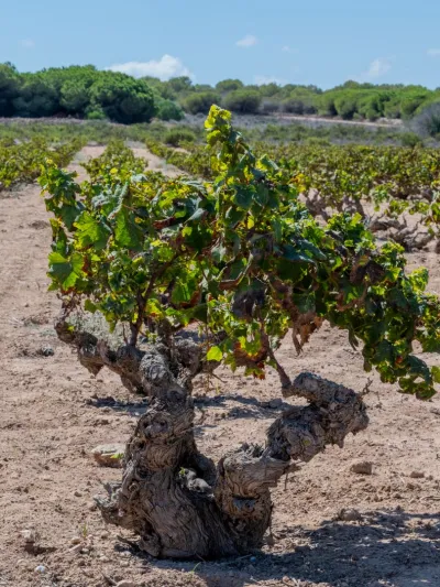 Viñedo 1